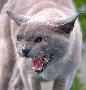 Chat agressif à Metz (Moselle, 57)